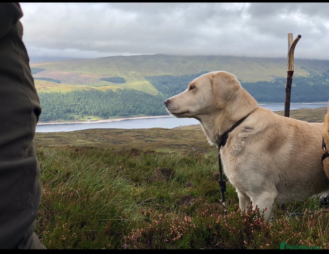 Labrador Retriever dogs for stud: 🌟Fully Health Tested Labrador at stud🌟 in Malmesbury - Image 1