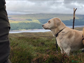 Labrador Retriever dogs in Malmesbury - Advert 38