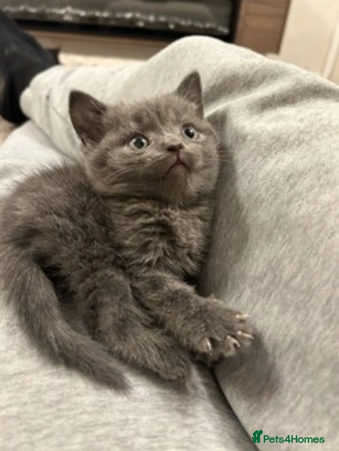 Mixed Breed cats for sale: Gorgeous Kittens Ready for Their New Homes - Advert 7