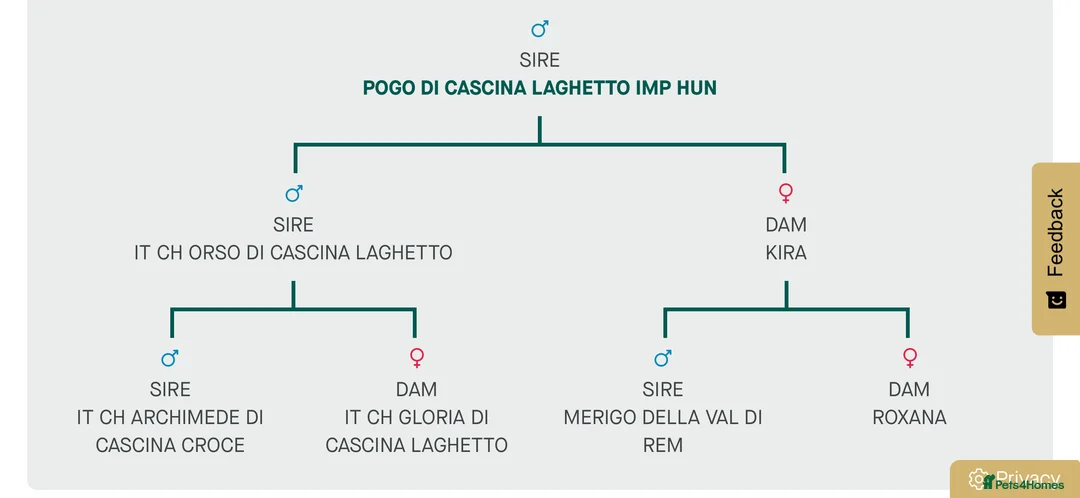 Bracco Italiano dogs for stud: Stunning Hun Ch Bracco Italiano at Stud - Advert 2