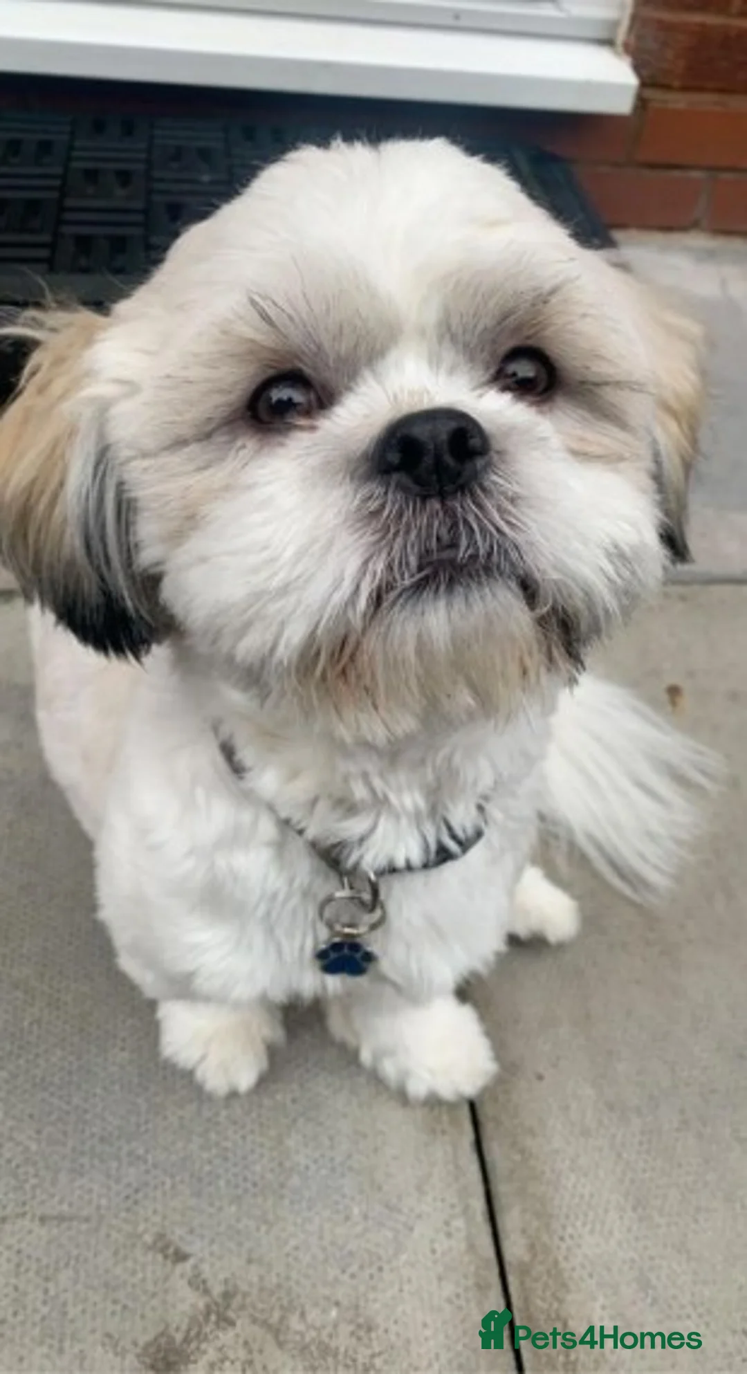 Shih Tzu dogs for stud: Male Full Shih Tzu in Nuneaton - Advert 5