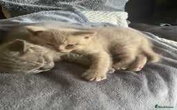 British Shorthair cats for sale: Beautiful British blue Kittens in Sheffield - Image 5