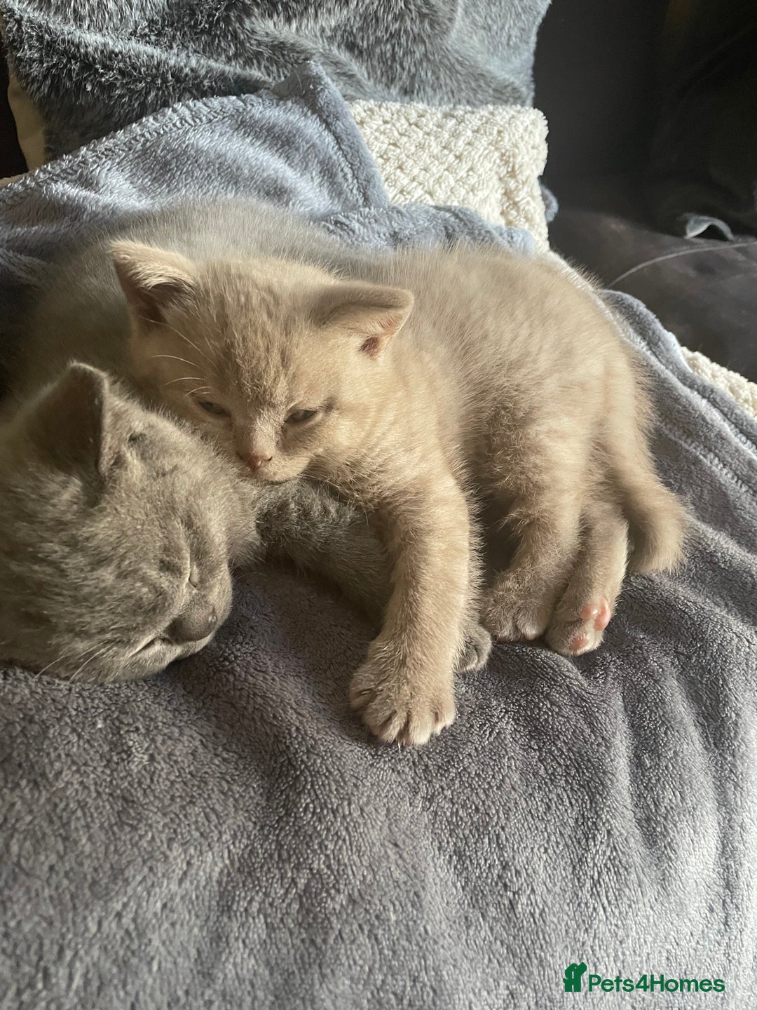 British Shorthair cats for sale: Beautiful British blue Kittens in Sheffield - Image 5