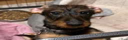 Dachshund dogs for sale: 2yr old female (Teckel) wire-haired Dachshund  - Advert 10