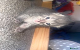 British Shorthair cats for sale: 2 Grey male British Shorthair kittens for sale  - Image 1