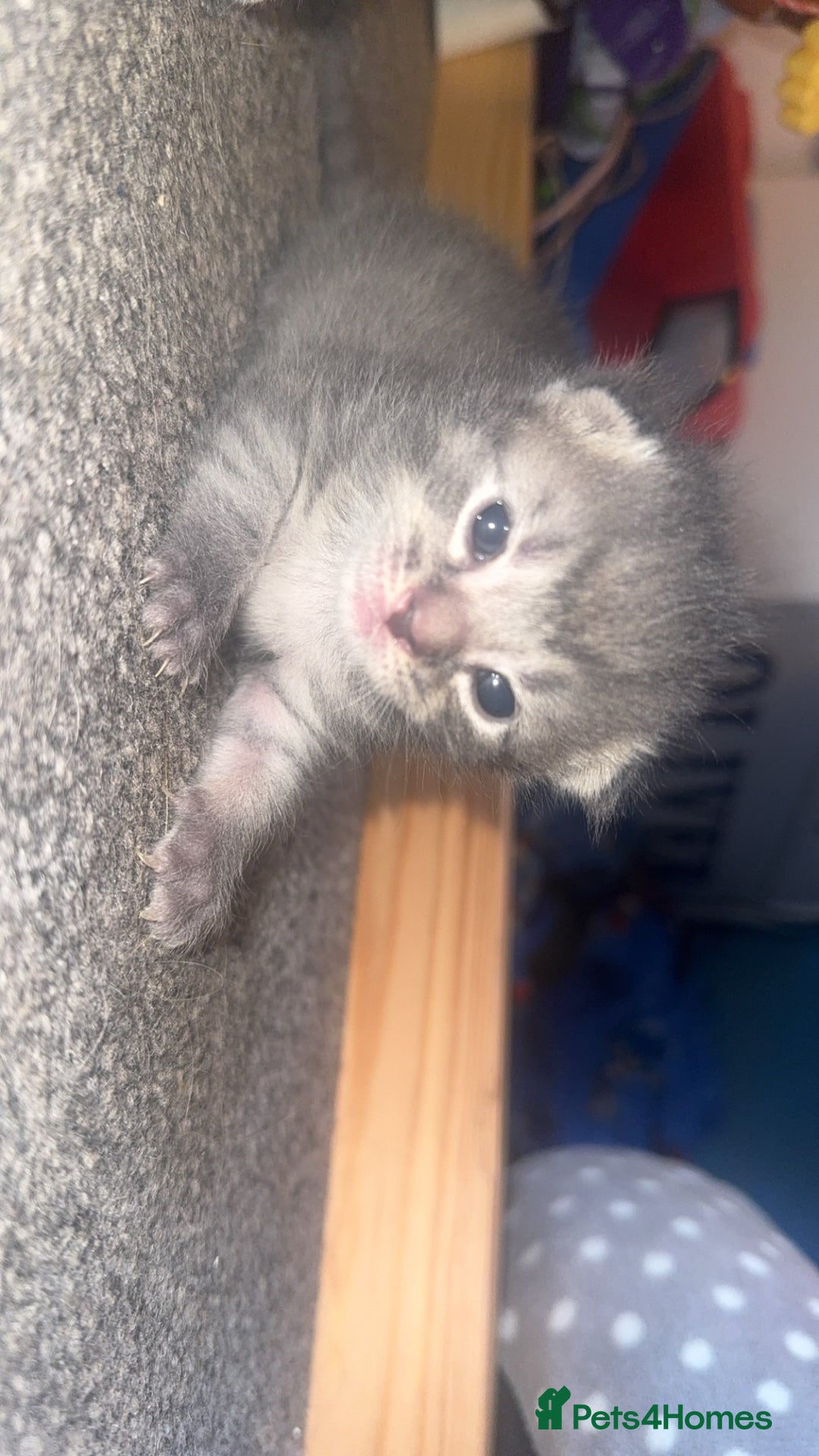 British Shorthair cats for sale: 2 Grey male British Shorthair kittens for sale  - Image 1