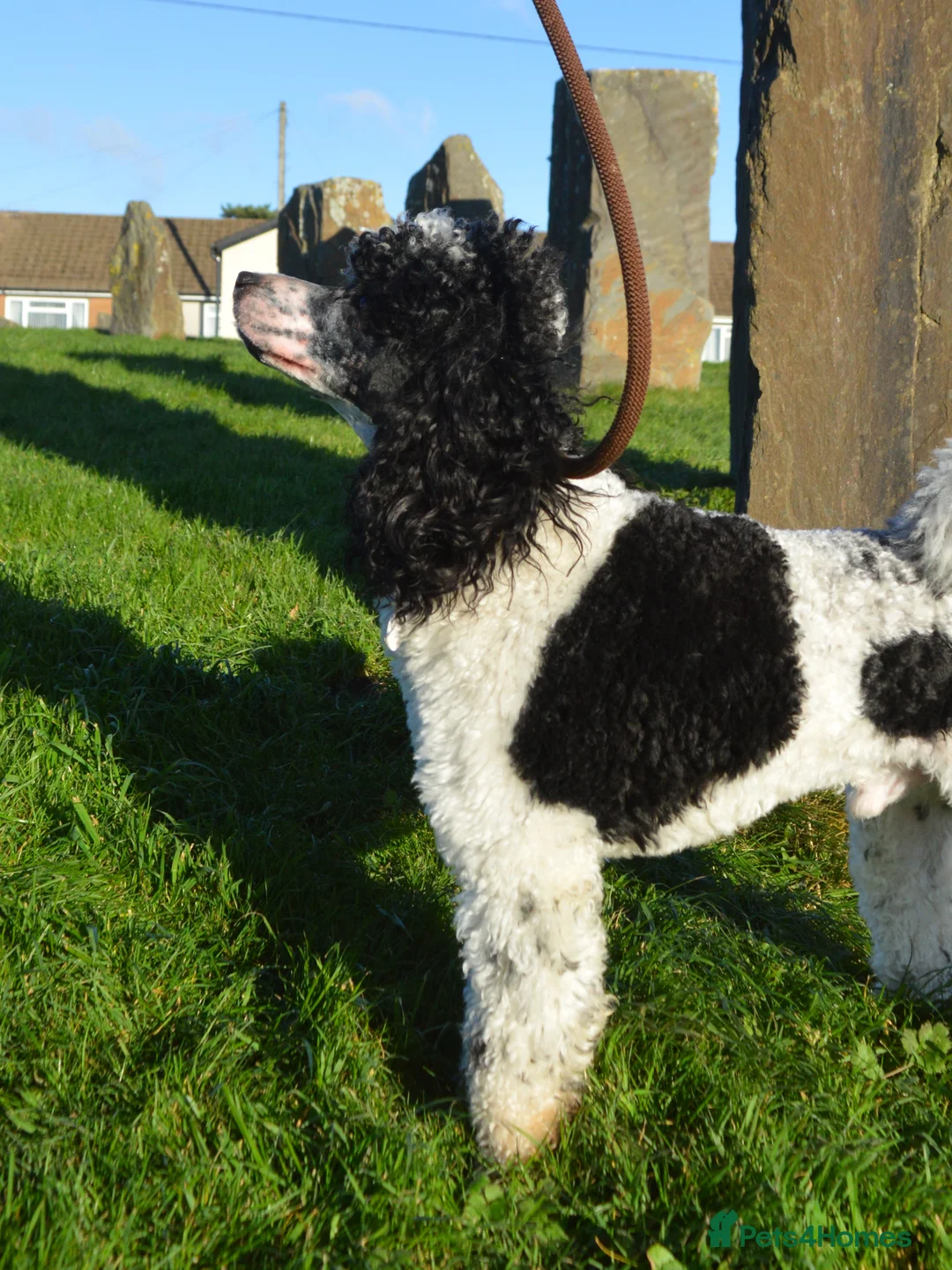 Miniature Poodle dogs for stud: Gorgeous Parti Miniature Poodle - Advert 9