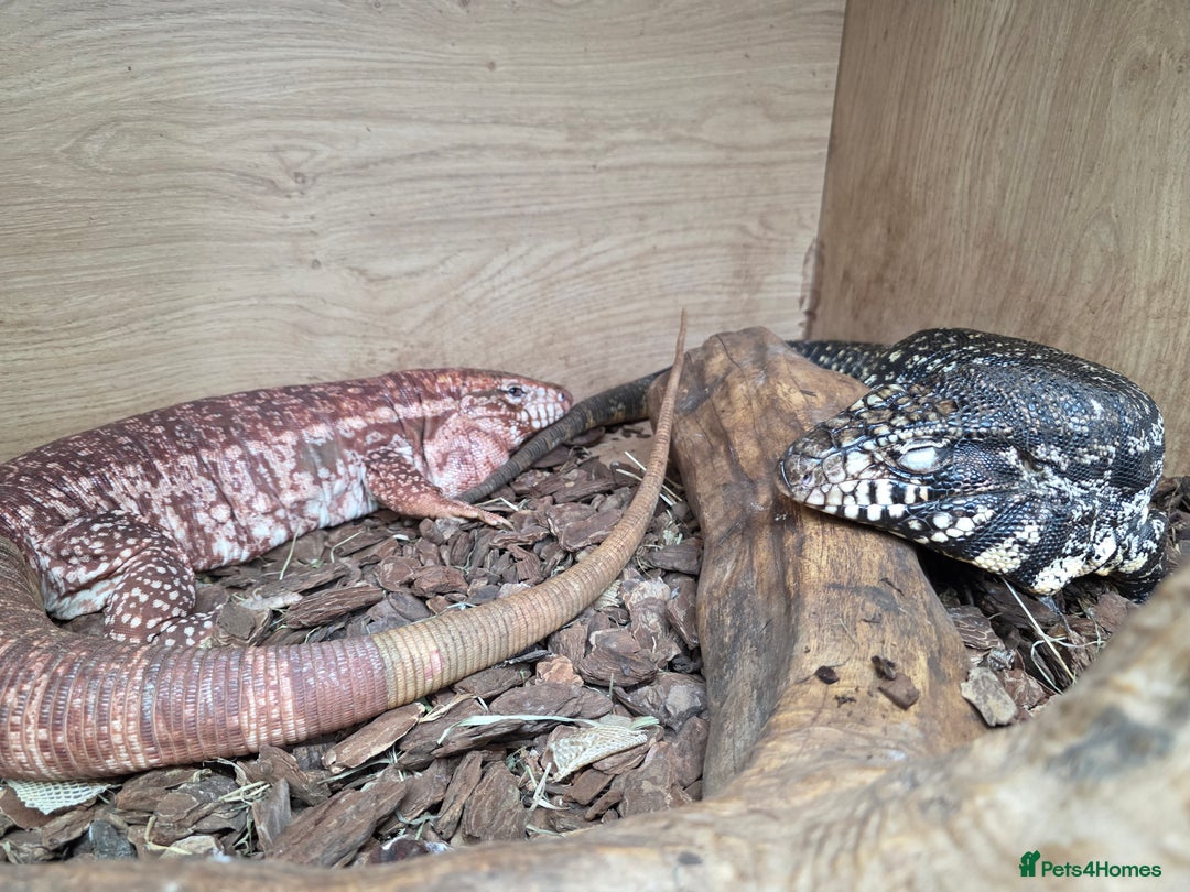 Lizard reptiles for sale: Red & white + Black & white Tegu in Gillingham - Image 2