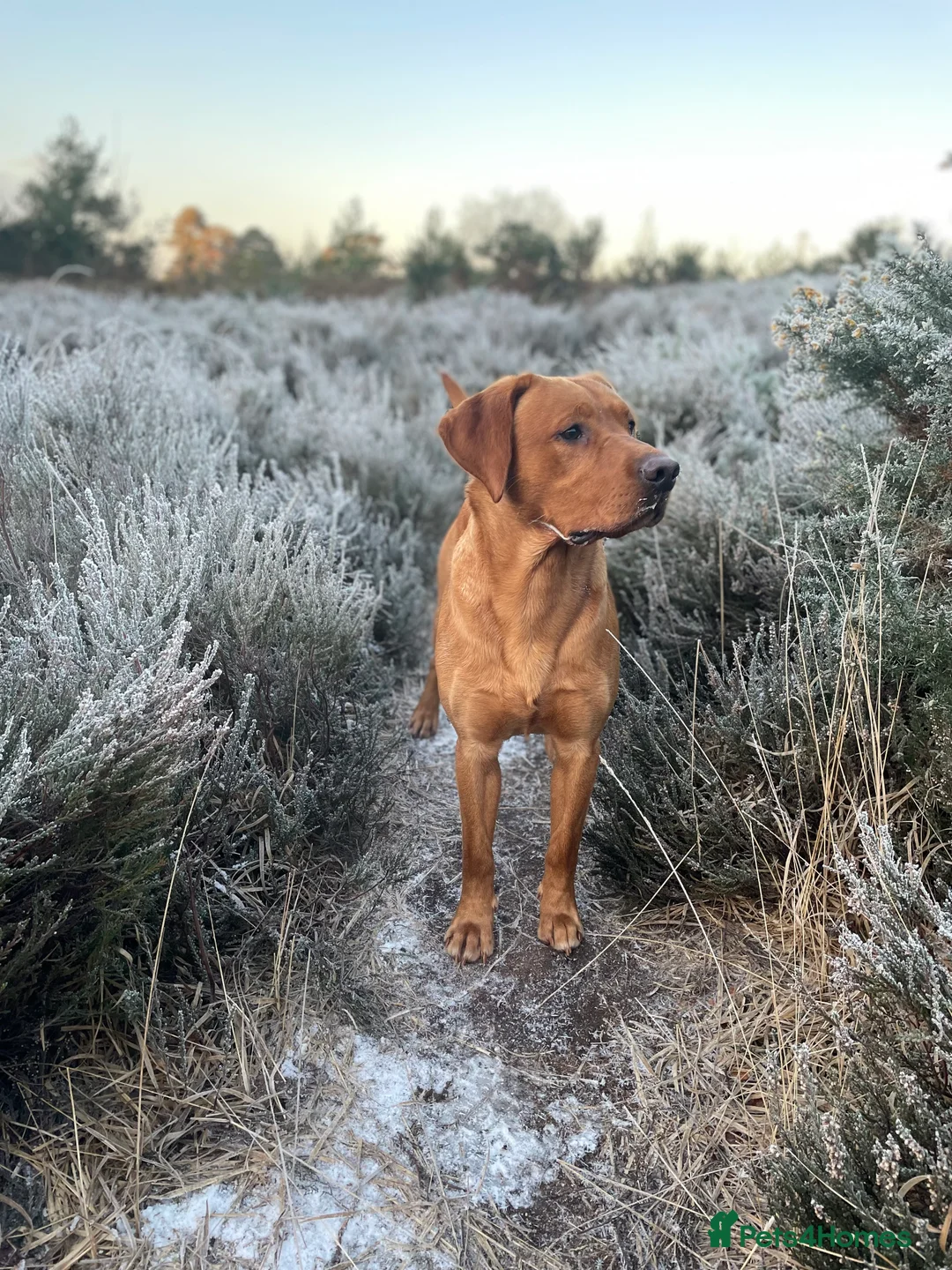 Labrador Retriever dogs for stud: Fox red Labrador stud  - Advert 1