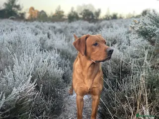 Labrador Retriever dogs Fox red Labrador stud - Advert 1