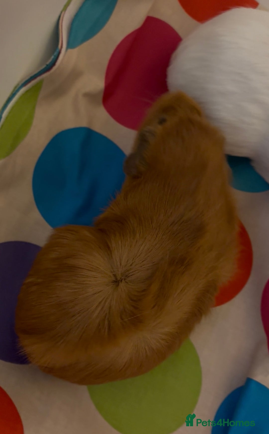 Guinea Pig rodents for sale: 2 x Lovely Girls ( 1 year old) - Image 3