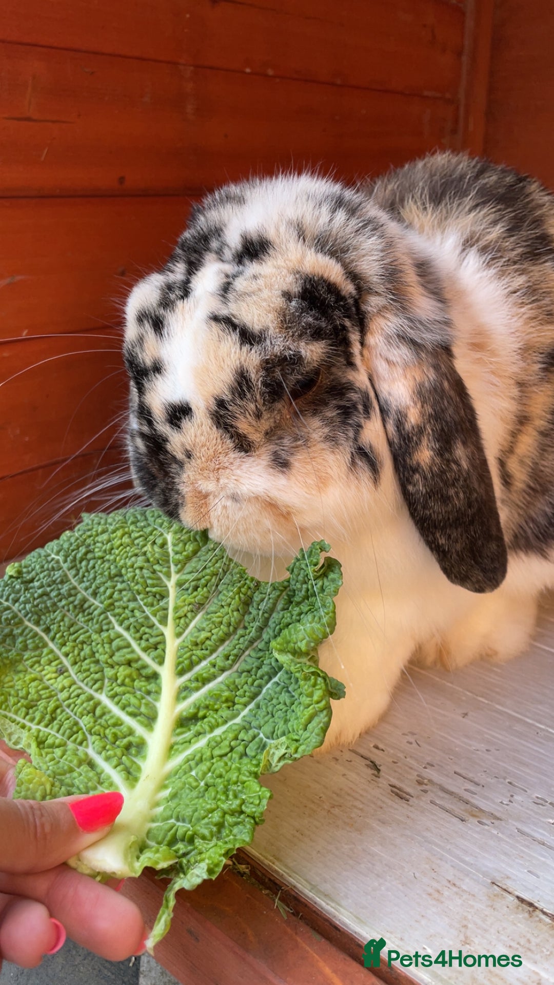 Dwarf Lop rabbits for sale: Beautiful male dwarf lop  - Image 3
