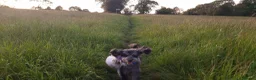 Toy Poodle dogs for sale: Toy poodle - Advert 5