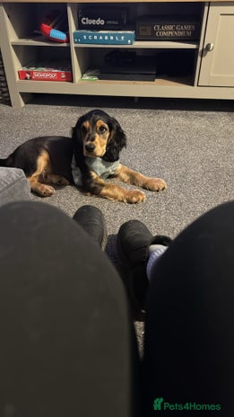 Cocker Spaniel dogs Meet little Chaos - Advert 1