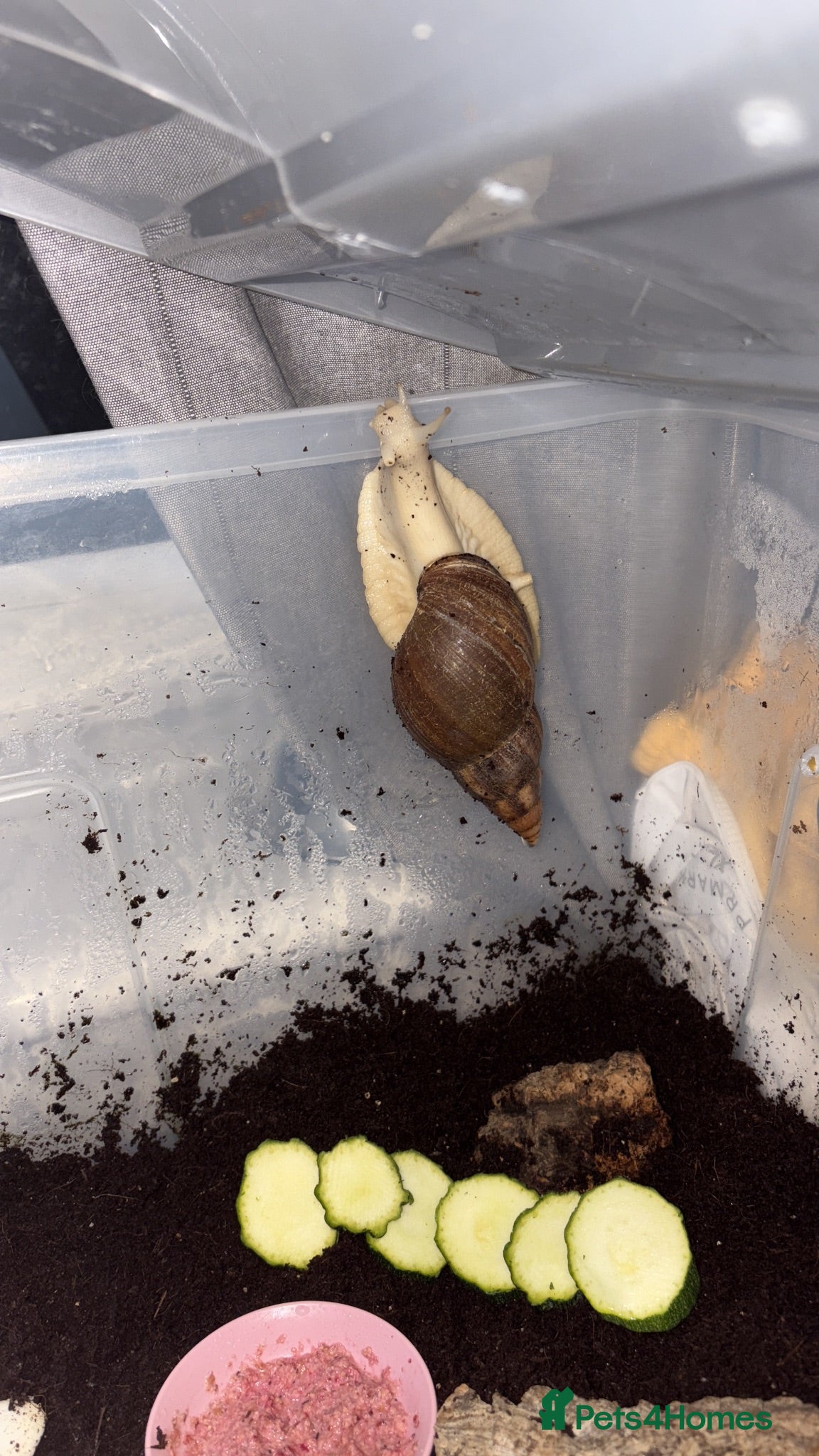 Snails invertebrates Giant African land snails (GALS)  - Advert 8