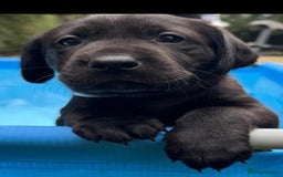 Labrador Retriever dogs for sale: Labrador puppies (ONLY now 2 left) - Image 2