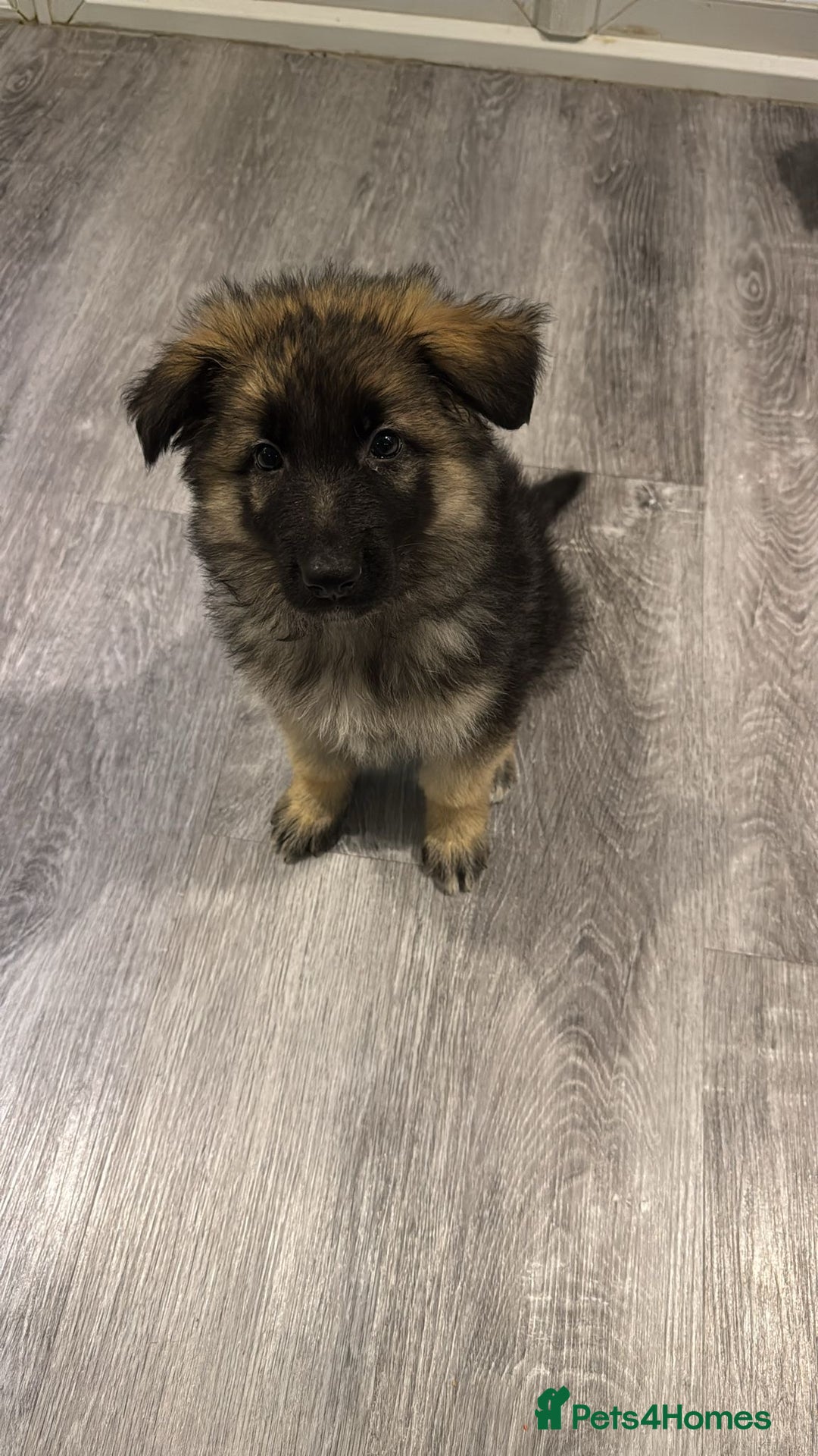 German Shepherd dogs for sale: German Shepherd  - Advert 19