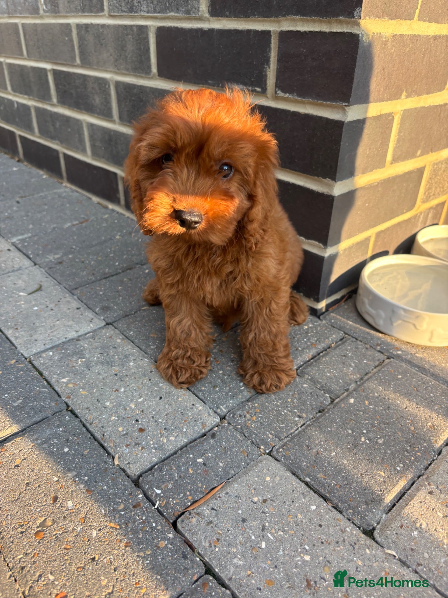 Cockapoo dogs ONE F1 COCKAPOO BOY  🐶 - Advert 2