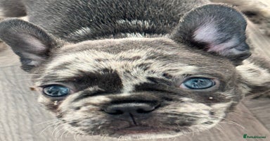 French Bulldog dogs - Advert 2