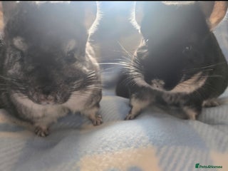 Chinchilla rodents - Advert 3