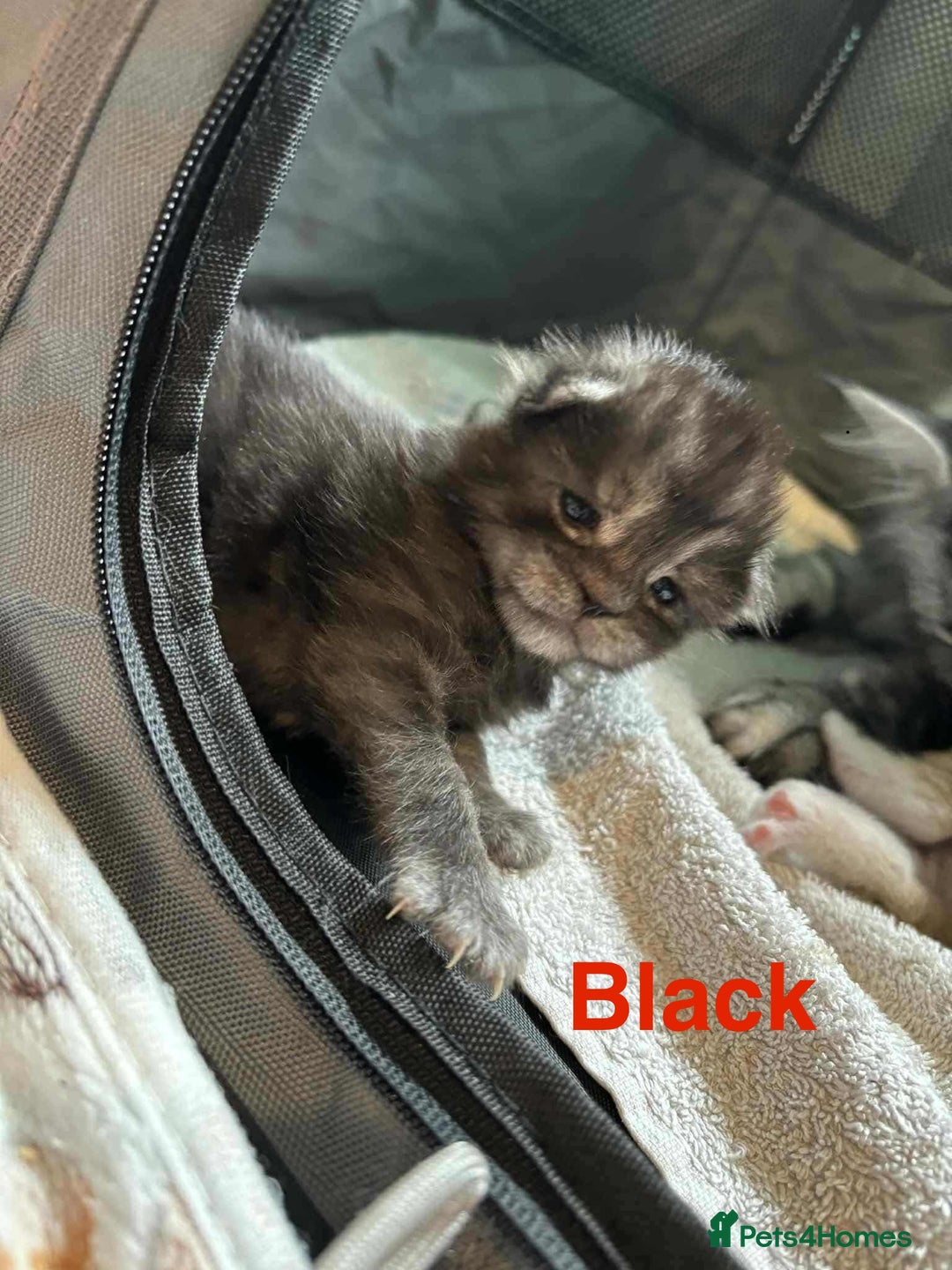Maine Coon cats for sale: 3 beautiful Maine coon kittens  - Image 3