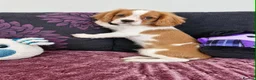 Cavalier King Charles Spaniel dogs for sale: CHOCOLATE CARRIER CAVALIER BOY READY. - Advert 3