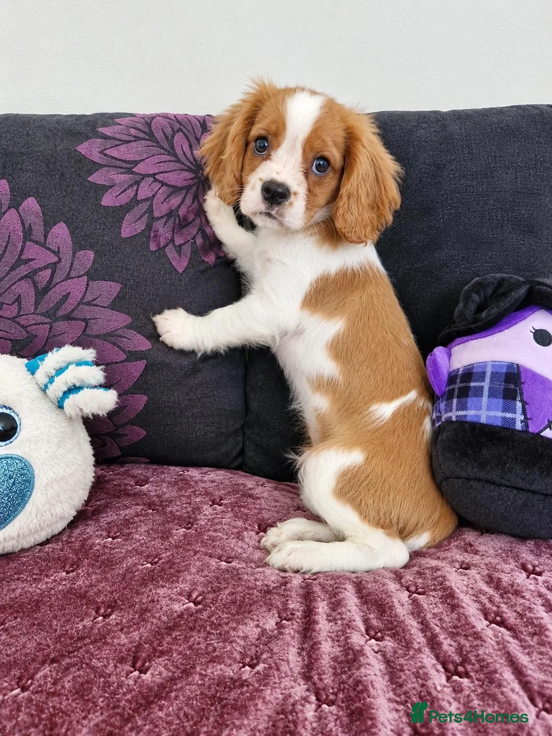 Cavalier King Charles Spaniel dogs for sale: CHOCOLATE CARRIER CAVALIER BOY READY. - Advert 3