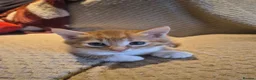 Mixed Breed cats for sale: 5 mixed breed kittens available - Advert 14