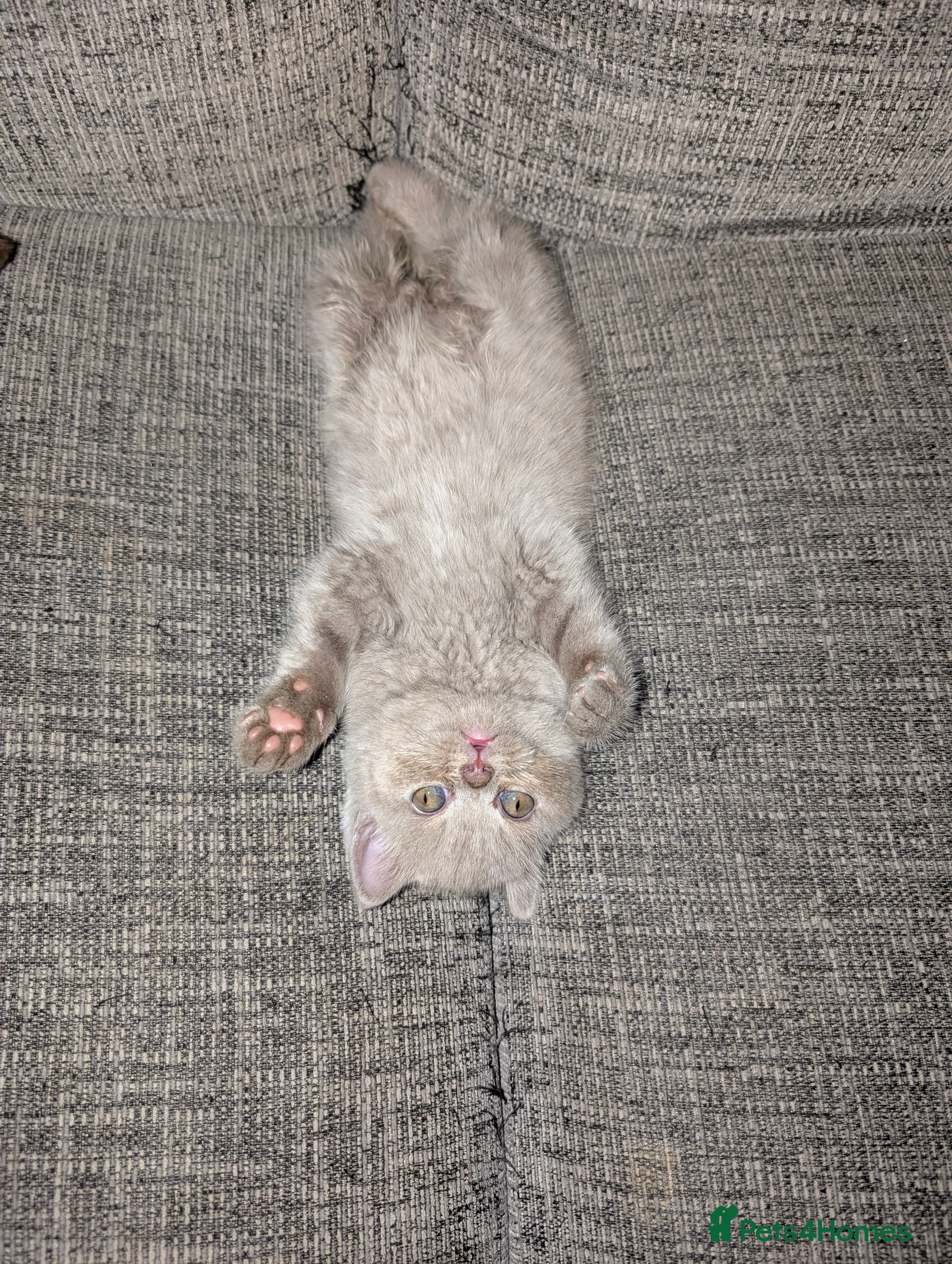 British Longhair cats British shorthair kittens READY NOW  - Advert 3