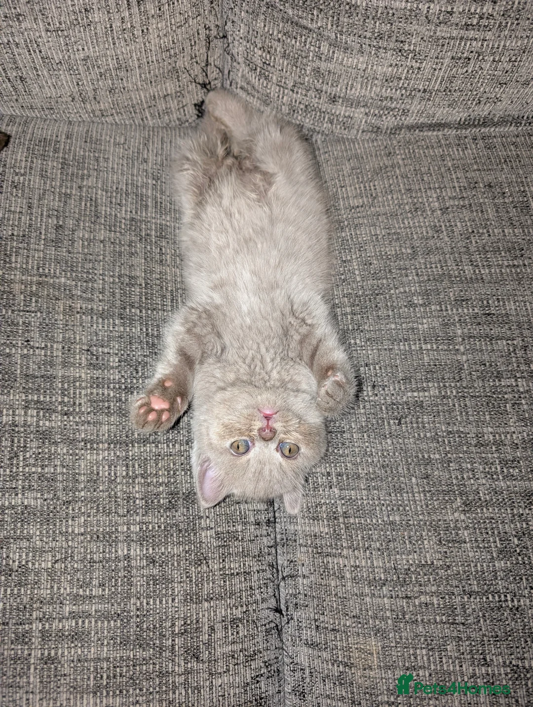 British Longhair cats for sale: 2 lilac fawn British bsh/blh kittens  - Advert 5