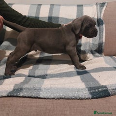 Cane Corso Puppy 3