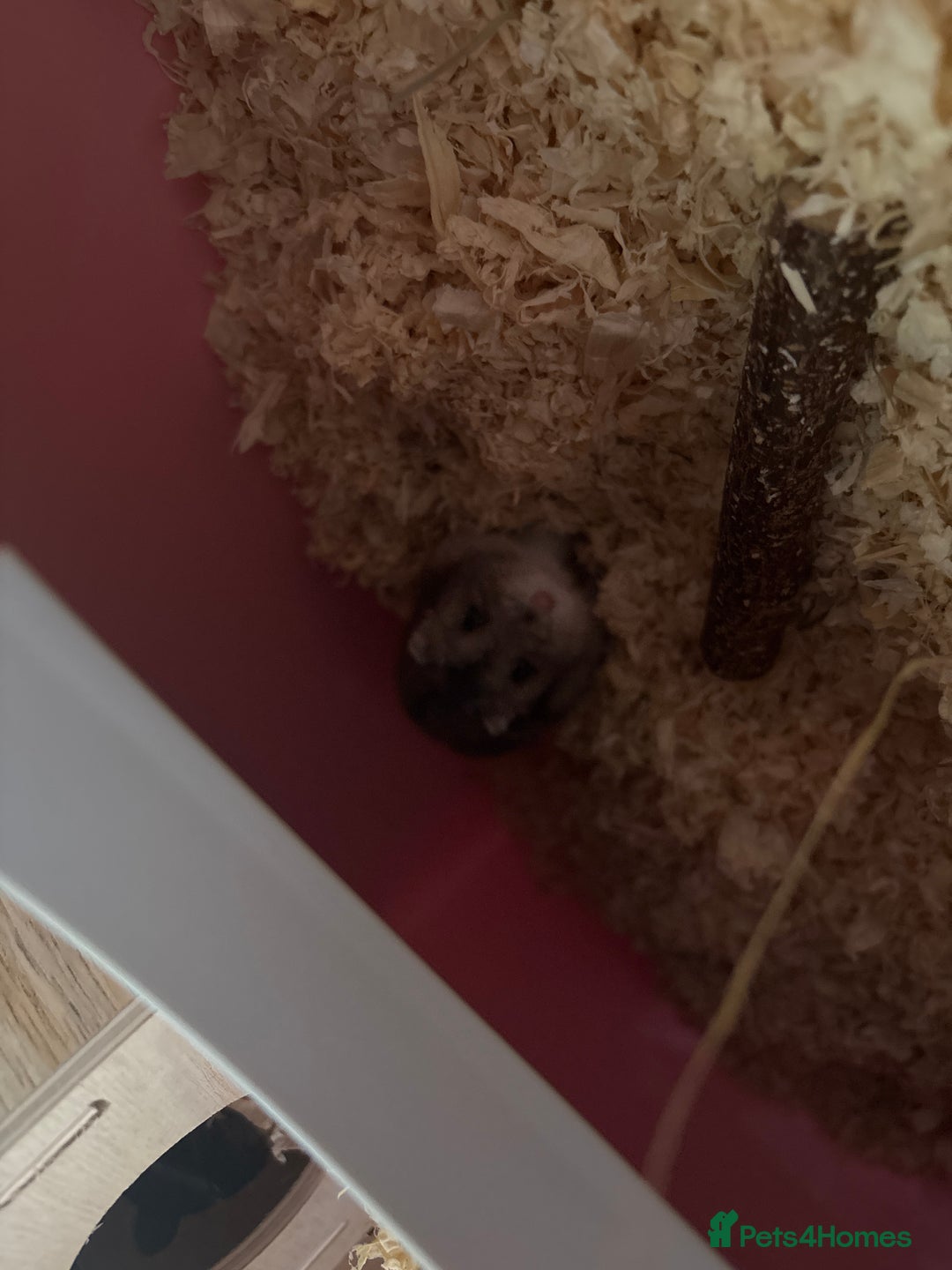 Hamster rodents for sale: 2x male dwarf hamsters for sale - Image 2