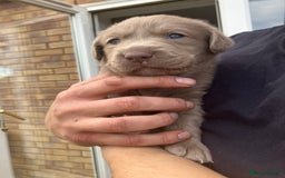 Labrador Retriever dogs for sale: Silver Labrador Puppies for sale  - Image 8