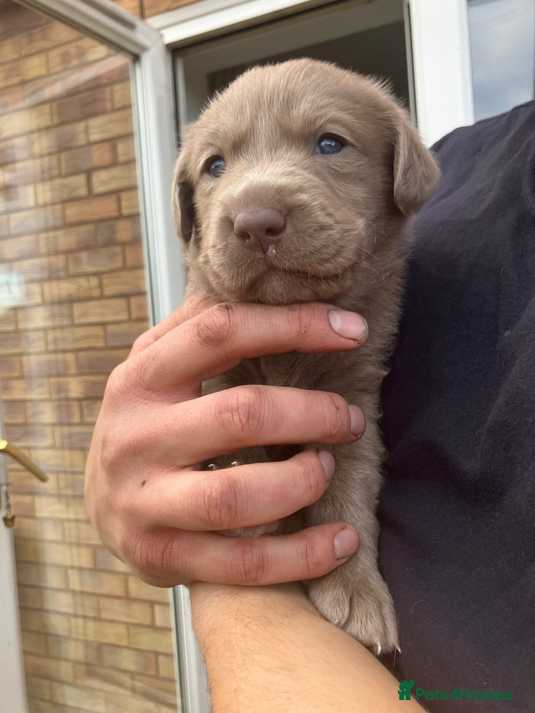 Labrador Retriever dogs for sale: Silver Labrador Puppies for sale  - Image 8