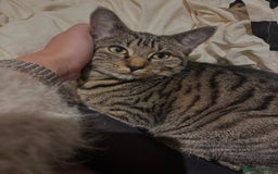 American Shorthair cats for sale: Beautiful Female Kitten/Cat - Advert 1