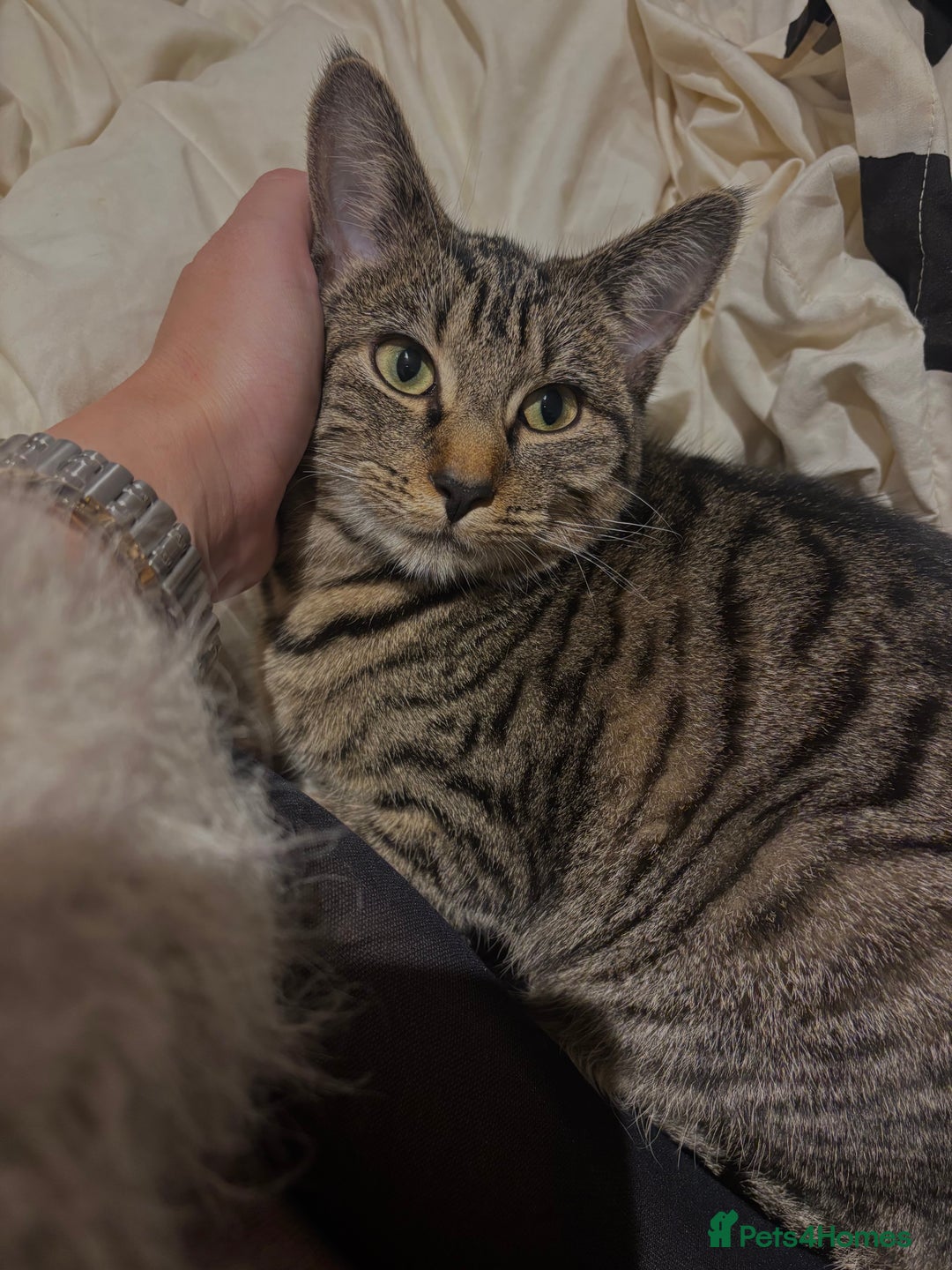 American Shorthair cats for sale: Beautiful Female Kitten/Cat - Advert 1