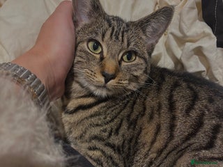 American Shorthair cats for sale: Beautiful Female Kitten/Cat - Advert 1