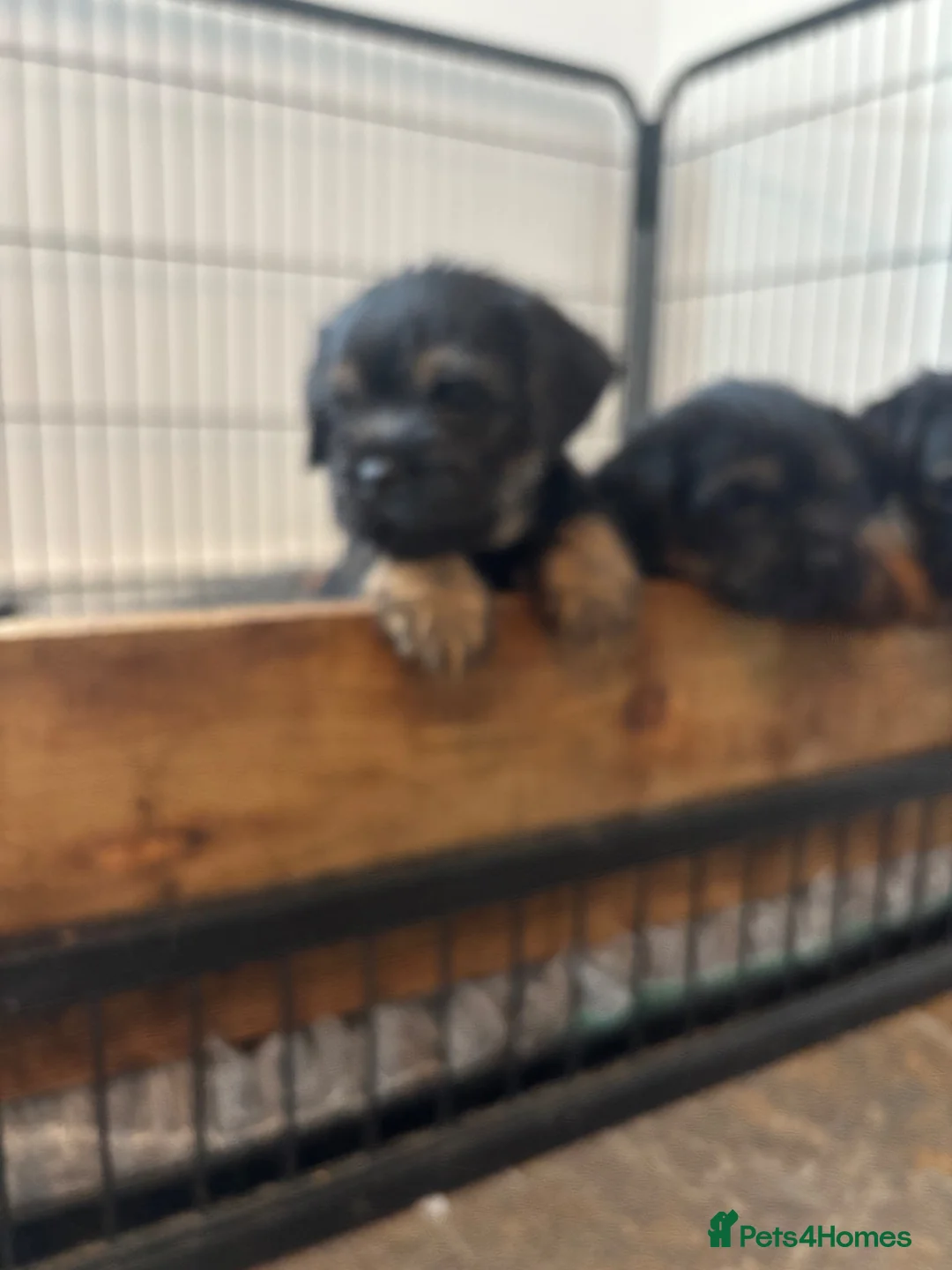 Border Terrier dogs for sale: Beautiful Border Terrier Puppies in Blackburn - Advert 1