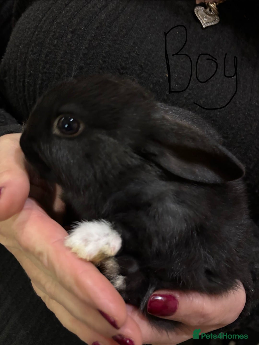 Mixed Breed rabbits for sale: 5 Rex/lionhead mix bunnies for sale - Advert 10