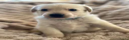 Golden Shepherd dogs for sale: Golden shepherd puppies ,🐾 - Advert 6