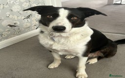 Border Collie dogs for sale: Sad rehome due to change in circumstances  - Image 3