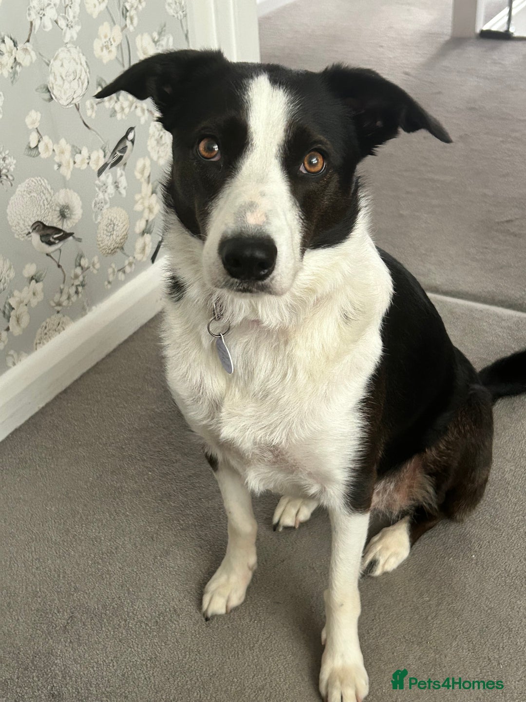Border Collie dogs for sale: Sad rehome due to change in circumstances  - Image 3