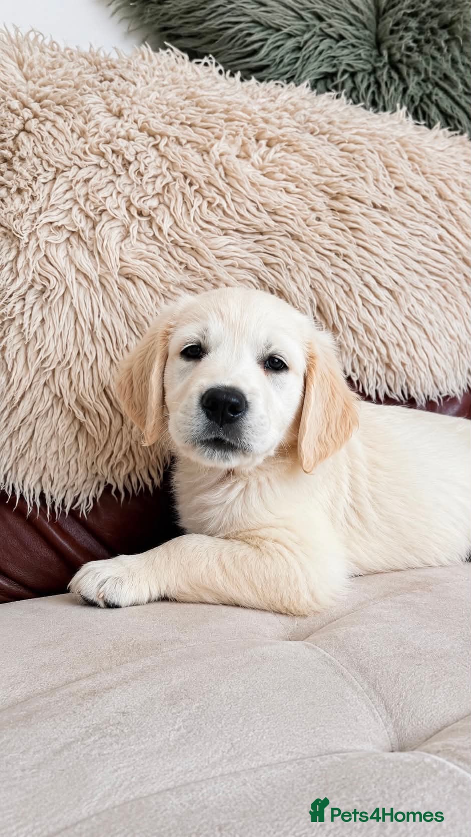 Golden Retriever dogs Exceptional Golden Retriever Puppies 🐾 - Advert 2