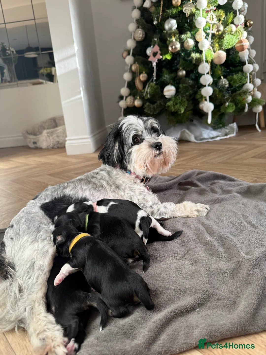 Mixed Breed dogs for sale: Gorgeous puppies 2 girls left - Advert 6