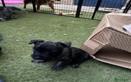 Cairn Terrier dogs for sale: Adorable Cairn Terrier Puppies - Image 16