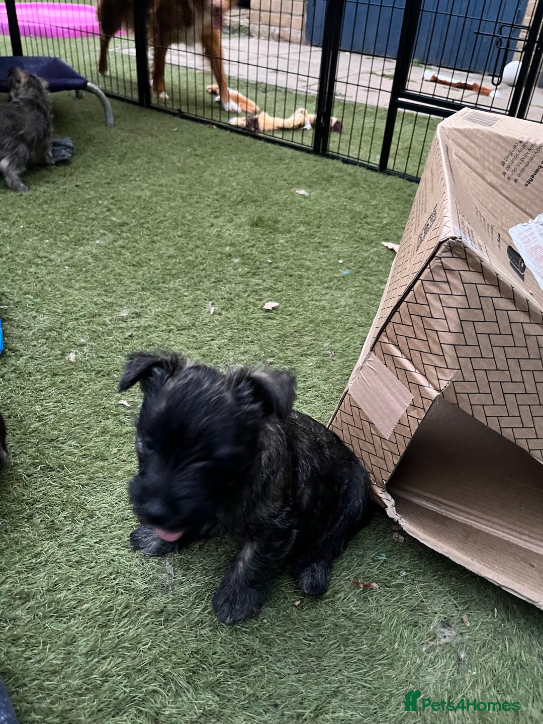 Cairn Terrier dogs for sale: Adorable Cairn Terrier Puppies - Image 16
