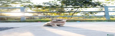 Japanese Shiba Inu 3