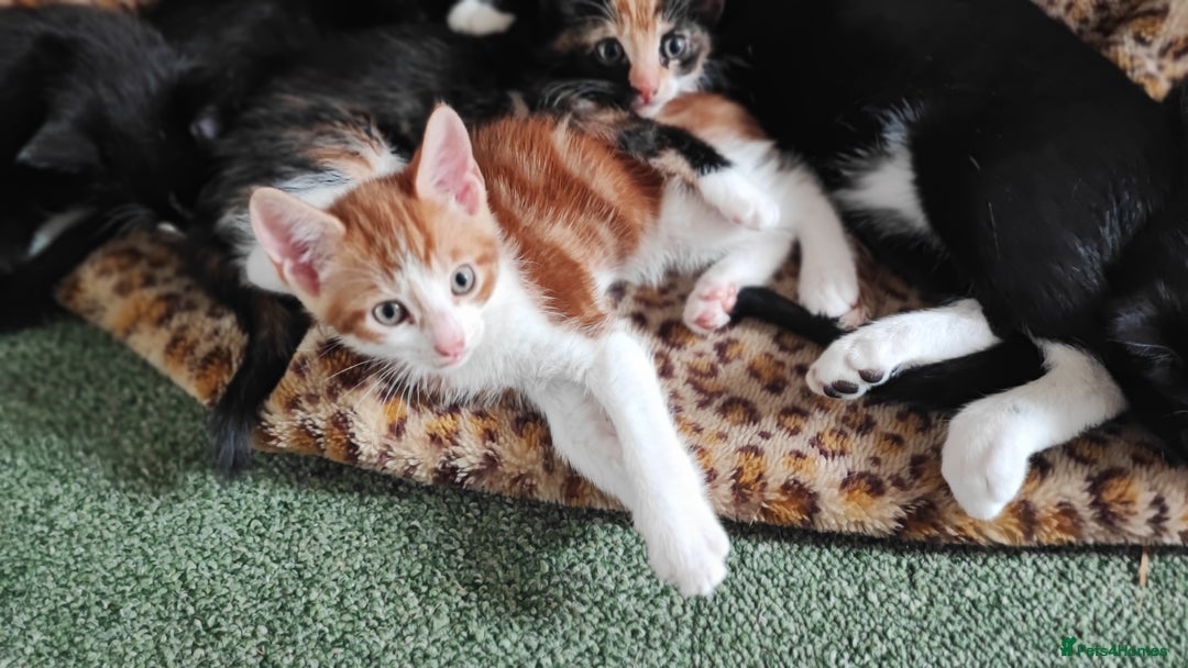 Mixed Breed cats for sale: kittens gorgeous kittens for sale  - Image 10