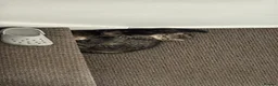 British Shorthair cats for sale: Two lovely female kittens for sale  in Birmingham - Advert 2