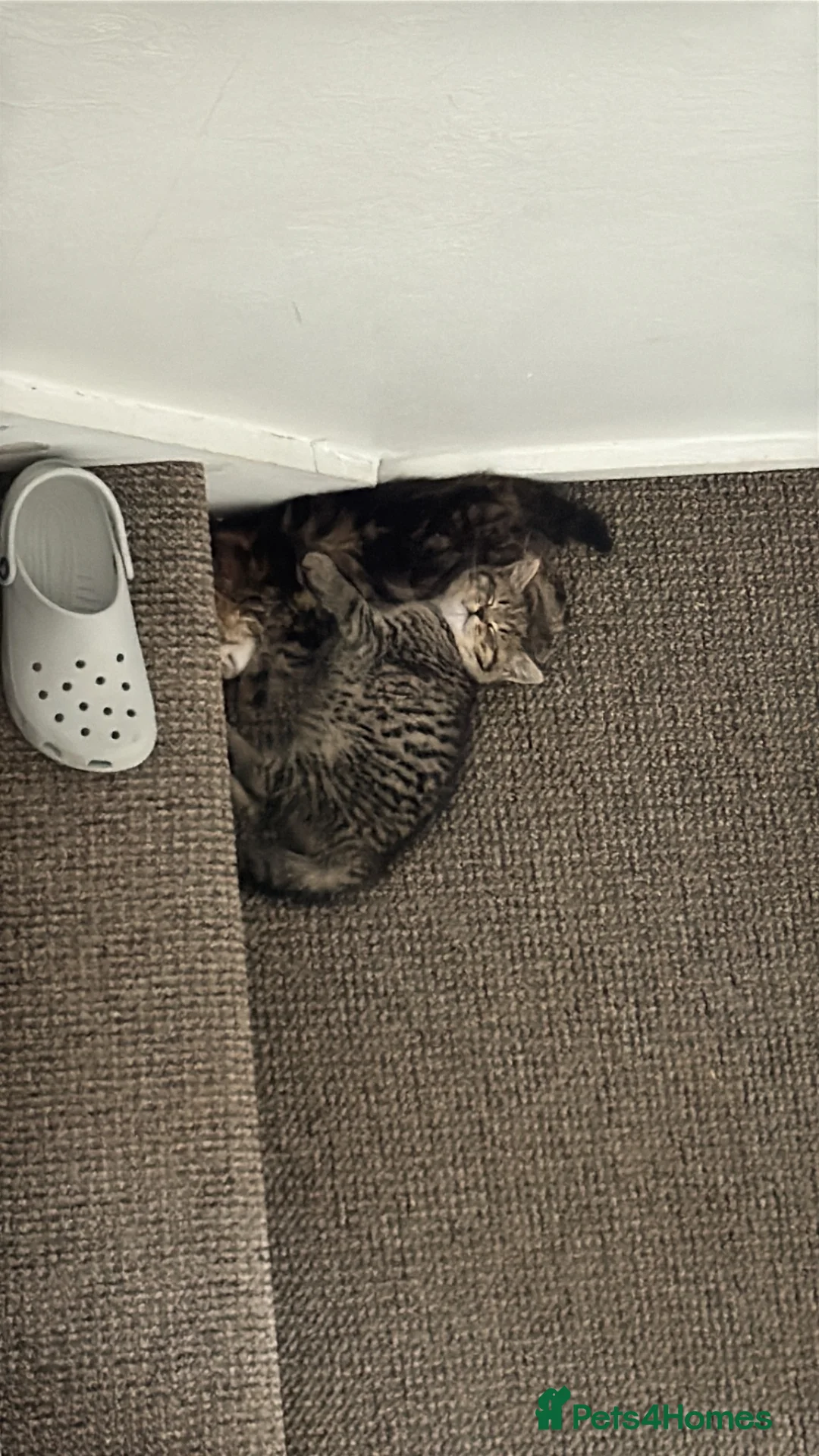 British Shorthair cats for sale: Two lovely female kittens for sale  in Birmingham - Advert 2